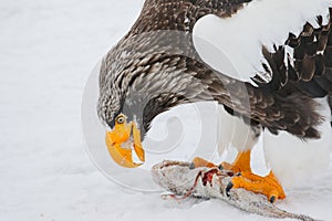 Steller's Sea Eagle, Haliaeetus pelagicus