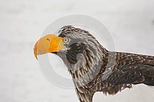 Steller\'s Sea Eagle, Haliaeetus pelagicus