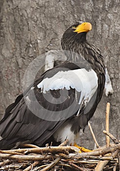 Steller`s Sea Eagle Haliaeetus pelagicus