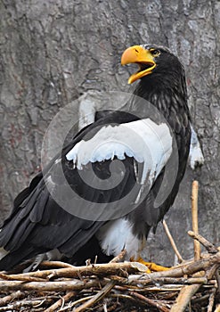 Steller`s Sea Eagle Haliaeetus pelagicus