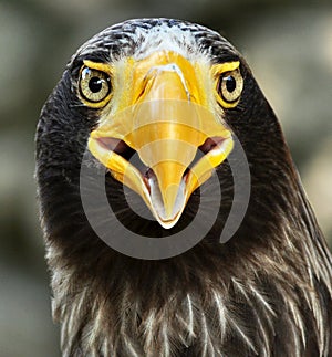 Steller's Sea-Eagle (Haliaeetus pelagicus)