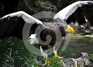 Steller\'s Sea-Eagle (Haliaeetus pelagicus)