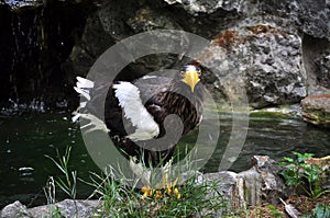 Steller\'s Sea-Eagle (Haliaeetus pelagicus)