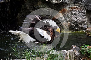 Steller\'s Sea-Eagle (Haliaeetus pelagicus)