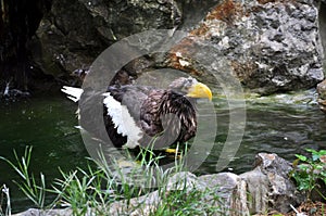 Steller\'s Sea-Eagle (Haliaeetus pelagicus)