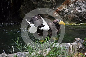 Steller\'s Sea-Eagle (Haliaeetus pelagicus)