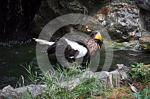 Steller\'s Sea-Eagle (Haliaeetus pelagicus)