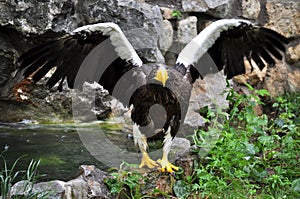 Steller\'s Sea-Eagle (Haliaeetus pelagicus)