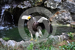 Steller\'s Sea-Eagle (Haliaeetus pelagicus)