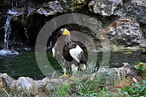 Steller\'s Sea-Eagle (Haliaeetus pelagicus)