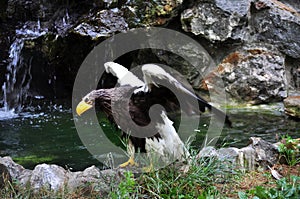 Steller\'s Sea-Eagle (Haliaeetus pelagicus)