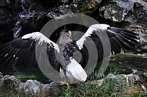 Steller\'s Sea-Eagle (Haliaeetus pelagicus)