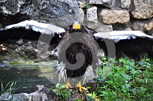 Steller\'s Sea-Eagle (Haliaeetus pelagicus)