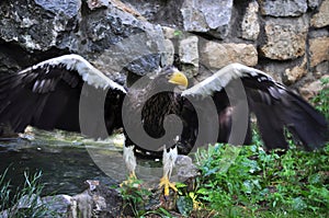 Steller\'s Sea-Eagle (Haliaeetus pelagicus)