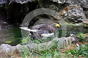 Steller\'s Sea-Eagle (Haliaeetus pelagicus)