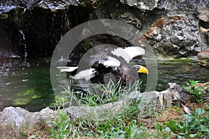 Steller\'s Sea-Eagle (Haliaeetus pelagicus)