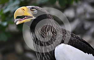 Steller\'s Sea-Eagle (Haliaeetus pelagicus)