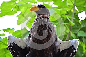 Steller\'s Sea-Eagle (Haliaeetus pelagicus)