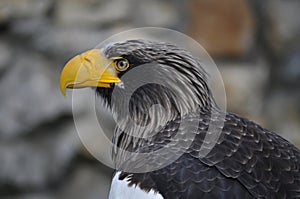 Steller\'s Sea-Eagle (Haliaeetus pelagicus)