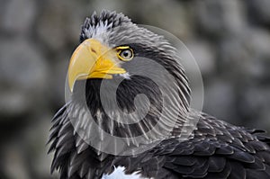 Steller\'s Sea-Eagle (Haliaeetus pelagicus)