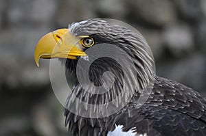 Steller\'s Sea-Eagle (Haliaeetus pelagicus)