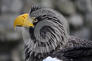 Steller\'s Sea-Eagle (Haliaeetus pelagicus)