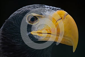 Steller\'s sea-eagle (Haliaeetus pelagicus