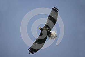 Steller's sea-eagle, Haliaeetus pelagicus