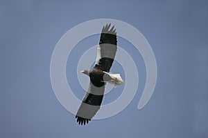 Steller's sea-eagle, Haliaeetus pelagicus