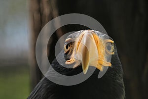 Steller's sea eagle (Haliaeetus pelagicus).