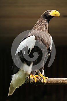 Steller's sea eagle (Haliaeetus pelagicus).