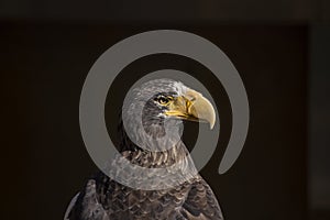 Steller`s sea eagle Haliaeetus pelagicus