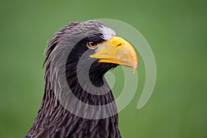 Steller\'s Sea Eagle - Haliaeetus pelagicus, beautiful iconic large eagle