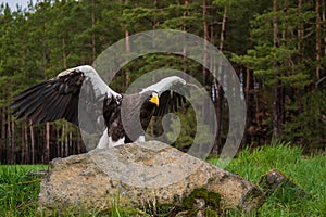 Steller\'s Sea Eagle - Haliaeetus pelagicus, beautiful iconic large eagle