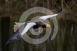 Steller\'s Sea Eagle - Haliaeetus pelagicus, beautiful iconic large eagle