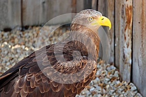 Steller\'s sea eagle, or Haliaeetus pelagicus bird