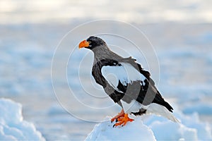 Steller`s sea eagle, Haliaeetus pelagicus, bird with catch fish, with white snow, Hokkaido, Japan. Wildlife action behaviour scen photo