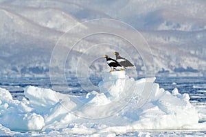 Steller`s sea eagle, Haliaeetus pelagicus, bird with catch fish, with white snow, Sakhalin, Russia. Eagle on ice. Winter Japan wi
