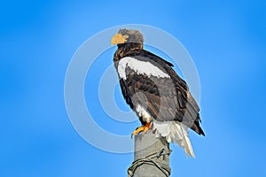 Steller\'s sea eagle, Haliaeetus pelagicus, bird with white snow, Hokkaido, Japan. Wildlife action behavior scene from nature.