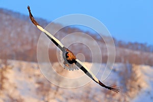 Steller\'s sea eagle, Haliaeetus pelagicus, bird with white snow, Hokkaido, Japan. Wildlife action behavior scene from nature.