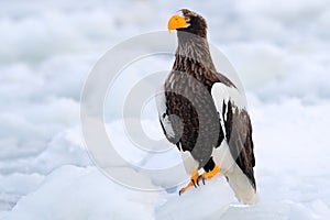 Steller\'s sea eagle, Haliaeetus pelagicus, bird with white snow, Hokkaido, Japan. Wildlife action behavior scene from nature.