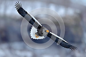 Steller`s sea eagle, Haliaeetus pelagicus, bird with white snow, Hokkaido, Japan. Wildlife action behavior scene from nature.