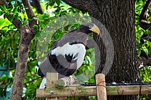 Steller\'s Sea Eagle (Haliaeetus pelagicus) - Endemic to coastal northeastern Asia