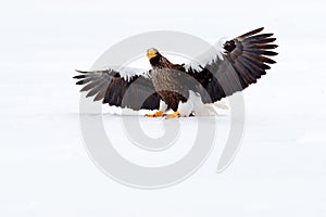 Steller`s sea eagle, Haliaeetus pelagicus, flying bird of prey, with blue sea water, Hokkaido, Japan. Wildlife action behaviour s