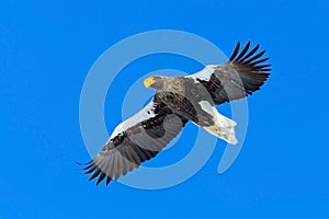 Steller's sea eagle, Haliaeetus pelagicus, flying bird of prey, with blue sky in background, Hokkaido, Japan