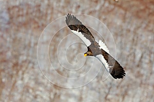 Steller`s sea eagle, Haliaeetus pelagicus, flying bird of prey, with blue sky in background, Hokkaido, Japan. Eagle with nature mo