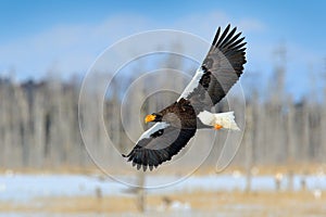 Steller`s sea eagle, Haliaeetus pelagicus, flying bird of prey, with forest in background, Hokkaido, Japan. Eagle with nature