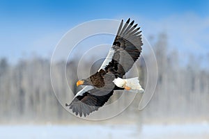 Steller`s sea eagle, Haliaeetus pelagicus, flying bird of prey, with forest in background, Hokkaido, Japan. Eagle with nature