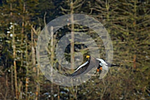 Steller`s sea eagle, Haliaeetus pelagicus, flying bird of prey, with forest in background, Hokkaido, Japan. Eagle with nature