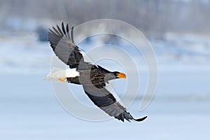 Steller`s sea eagle, Haliaeetus pelagicus, flying bird of prey, with forest in background, Hokkaido, Japan. Eagle with nature